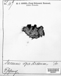 Porostereum spadiceum image